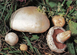   Agaricus campestris