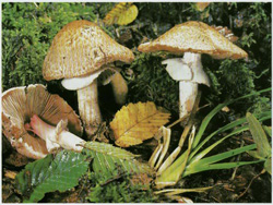   Agaricus silvaticus