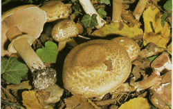  - Agaricus haemorroidarius