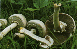   Agaricus xanthodermus