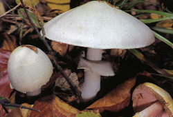   Agaricus arvensis