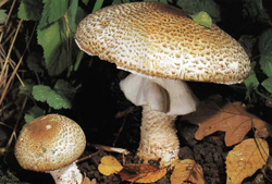   Agaricus augustus