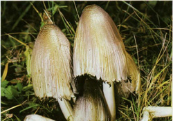 ,   Coprinus atramentarius