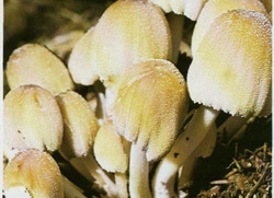   Coprinus micaceus