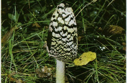   Coprinus picaceus