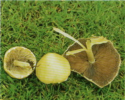   Psathyrella candolleana