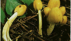  Bolbitus vitellinus