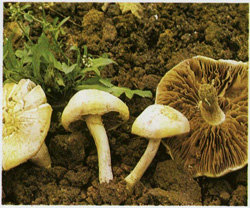   Agrocybe dura