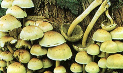  - Hypholoma fasciculare