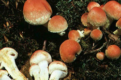  - Hypholoma lateritium