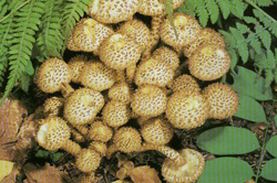   Pholiota squarrosa