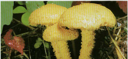 ���������� �������� Pholiota flammans