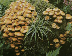   Inocybe erubescens (Inocybe patouillardii)