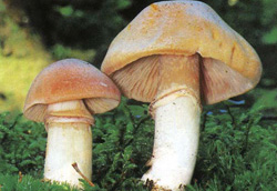   Rozites caperatus