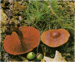  - Cortinarius cinnabarinus