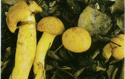   Gymnopilus junonius