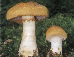  -  Cortinarius varius