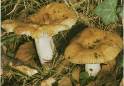 ,  Russula foetens