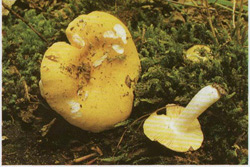  - Russula risigalina