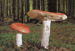   Russula decolorans