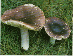  - Russula badia
