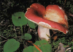  ,  Russula paludosa