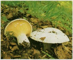 ,   Lactarius vellereus