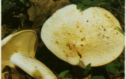   Lactarius piperatus