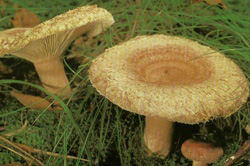   Lactarius torminosus