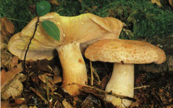  - Lactarius chrysorrheus