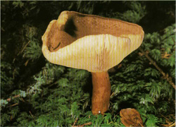  ,   Lactarius helvus