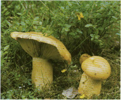   Lactarius scrobiculatus