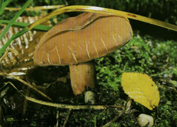 ,  - Lactarius volemus