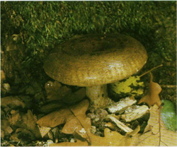  ,  Lactarius necator