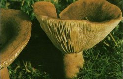 ,  Lactarius rufus