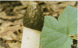   Phallus impudicus