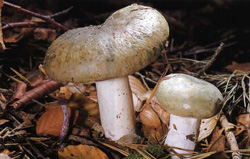   Russula aerguinea