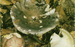   Russula vesca