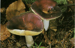   Russula integra