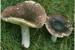  - Russula badia