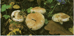  ,  Lactarius pubescens