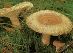   Lactarius torminosus