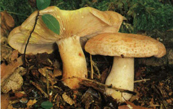  - Lactarius chrysorrheus