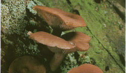   Lactarius camphoratus