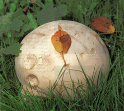   Langermannia gigantea (Calvatia gigantea)