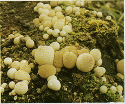   Lycoperdon pyriforme