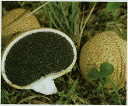   Sderoderma citrinum