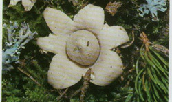   Geastrum sessile 