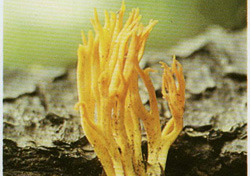   Calocera viscosa