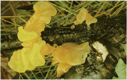   Tremella mesenterica